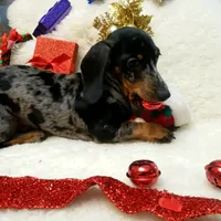 Sam, a male Dachshund for sale in Haverhill, NH – Photo 2 of 10