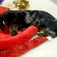 Sam, a male Dachshund for sale in Haverhill, NH – Photo 8 of 10