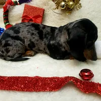 Sam, a male Dachshund for sale in Haverhill, NH – Photo 6 of 10