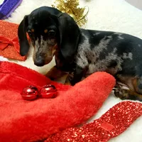 Sam, a male Dachshund for sale in Haverhill, NH – Photo 1 of 10