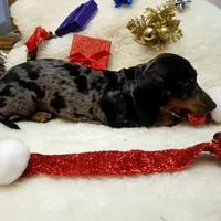 Sam, a male Dachshund for sale in Haverhill, NH – Photo 9 of 10