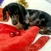 Sam, a male Dachshund for sale in Haverhill, NH – Photo 3 of 10