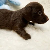 Rip, a male Miniature Dachshund for sale in Haverhill, NH – 4 of 9