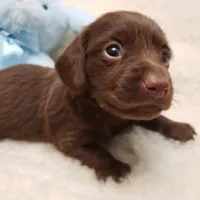 Rip, a male Miniature Dachshund for sale in Haverhill, NH – 6 of 9