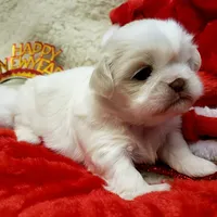 Pansy Jean, a female Shih Tzu for sale in Haverhill, NH – Photo 1 of 10
