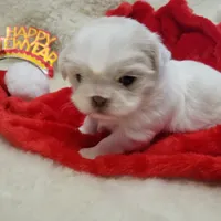 Pansy Jean, a female Shih Tzu for sale in Haverhill, NH – Photo 7 of 10