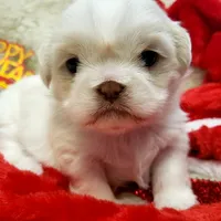 Pansy Jean, a female Shih Tzu for sale in Haverhill, NH – Photo 3 of 10