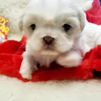 Pansy Jean, a female Shih Tzu for sale in Haverhill, NH – Photo 4 of 10