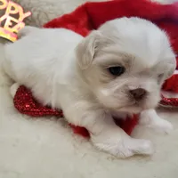 Pansy Jean, a female Shih Tzu for sale in Haverhill, NH – Photo 5 of 10