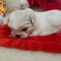 Pansy Jean, a female Shih Tzu for sale in Haverhill, NH – Photo 9 of 10