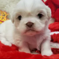 Pansy Jean, a female Shih Tzu for sale in Haverhill, NH – Photo 8 of 10