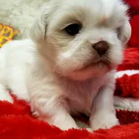 Pansy Jean, a female Shih Tzu for sale in Haverhill, NH – Photo 2 of 10