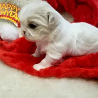 Pansy Jean, a female Shih Tzu for sale in Haverhill, NH – Photo 6 of 10