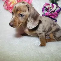 Mercedes, a female Miniature Dachshund for sale in Haverhill, NH – 6 of 10