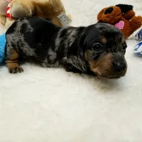 Rocko, a male Dachshund for sale in Haverhill, NH – 10 of 10