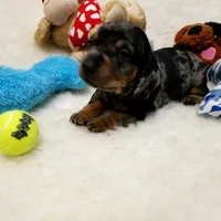 Rocko, a male Dachshund for sale in Haverhill, NH – 7 of 10