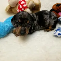 Rocko, a male Dachshund for sale in Haverhill, NH – 3 of 10