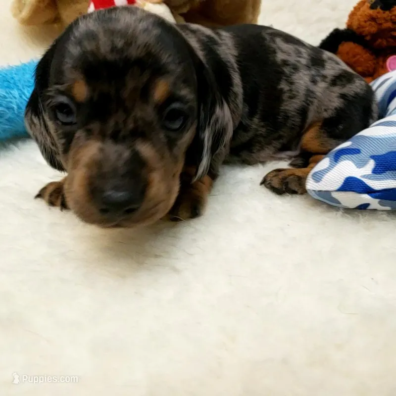 Rocko – Dachshund puppy for sale in Haverhill, NH