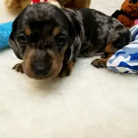 Rocko, a male Dachshund for sale in Haverhill, NH – 1 of 10