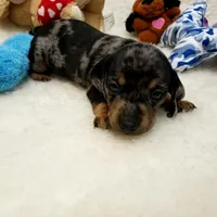 Rocko, a male Dachshund for sale in Haverhill, NH – 2 of 10