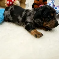 Rocko, a male Dachshund for sale in Haverhill, NH – 6 of 10