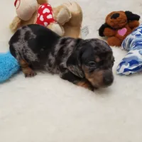 Rocko, a male Dachshund for sale in Haverhill, NH – 4 of 10