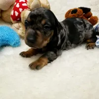 Rocko, a male Dachshund for sale in Haverhill, NH – 9 of 10