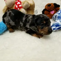 Rocko, a male Dachshund for sale in Haverhill, NH – 8 of 10