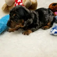 Rocko, a male Dachshund for sale in Haverhill, NH – 5 of 10