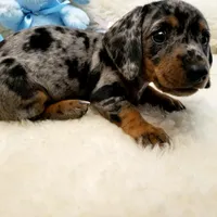 Trent, a male Miniature Dachshund for sale in Haverhill, NH – Photo 5 of 8