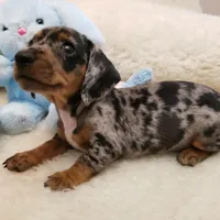 Trent, a male Miniature Dachshund for sale in Haverhill, NH – Photo 6 of 8