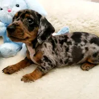 Trent, a male Miniature Dachshund for sale in Haverhill, NH – Photo 2 of 8