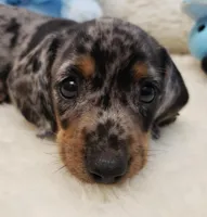 Trent, a male Miniature Dachshund for sale in Haverhill, NH – Photo 1 of 8