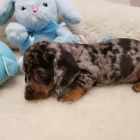 Trent, a male Miniature Dachshund for sale in Haverhill, NH – Photo 4 of 8