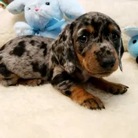 Trent, a male Miniature Dachshund for sale in Haverhill, NH – Photo 3 of 8