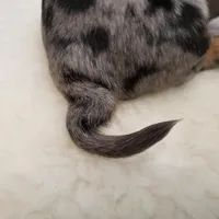 Trent, a male Miniature Dachshund for sale in Haverhill, NH – Photo 8 of 8