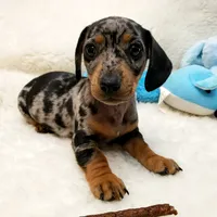 Rip, a male Dachshund for sale in Haverhill, NH – 9 of 10