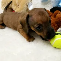Bruiser, a male Dachshund for sale in Haverhill, NH – 2 of 9