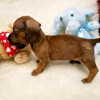 Bruiser, a male Dachshund for sale in Haverhill, NH – 4 of 9