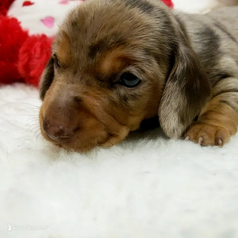Mercedes – Miniature Dachshund puppy for sale in Haverhill, NH