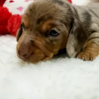 Mercedes, a female Miniature Dachshund for sale in Haverhill, NH – 1 of 9