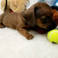 Bruiser, a male Dachshund for sale in Haverhill, NH – 5 of 9