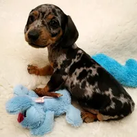 Rip, a male Dachshund for sale in Haverhill, NH – 4 of 10