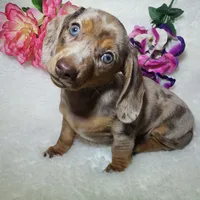 Mercedes, a female Miniature Dachshund for sale in Haverhill, NH – 2 of 10