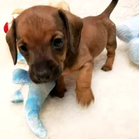Bruiser, a male Dachshund for sale in Haverhill, NH – 3 of 9
