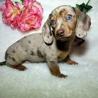 Mercedes, a female Miniature Dachshund for sale in Haverhill, NH – 7 of 10