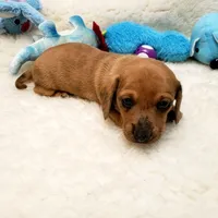 Brody, a male Miniature Dachshund for sale in Haverhill, NH – 3 of 10
