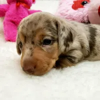 Gabby, a female Miniature Dachshund for sale in Haverhill, NH – 4 of 10