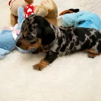 Rip, a male Dachshund for sale in Haverhill, NH – 4 of 9
