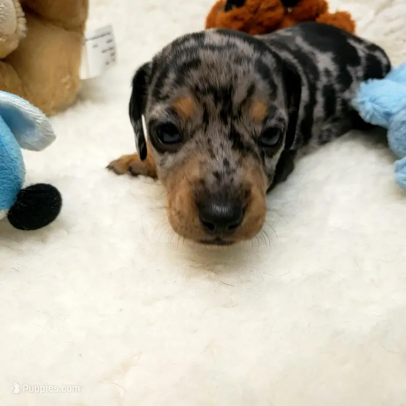 Rip – Dachshund puppy for sale in Haverhill, NH